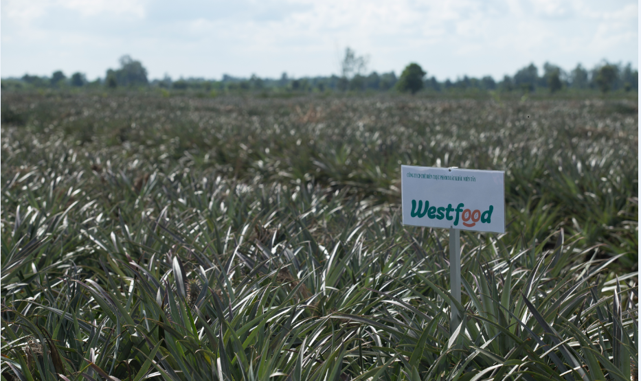 Westfood – Focus on developing raw material plantation areas, increasing competitiveness