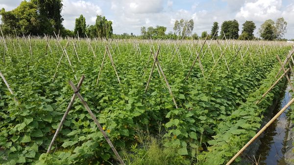 Westfood develops new cucumber material areas to diversify its products and increase its ability to meet demand in the market.